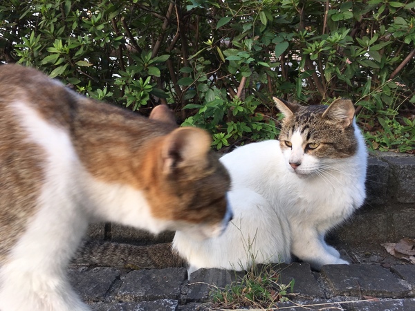 目の前を猫が横切る瞬間を狙ってみた。ちょうどいいタイミングで撮れたのである（2015年10月 アップル iPhone 6s Plus）