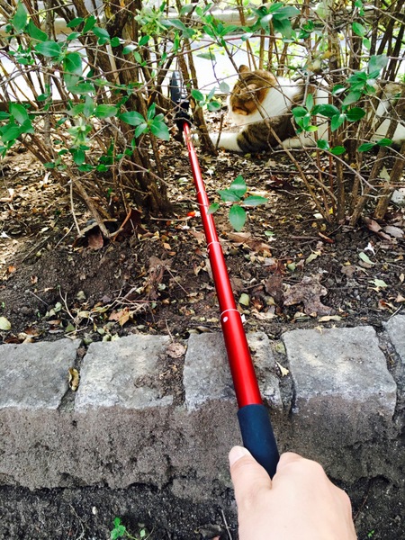 撮影風景。茂みの中の猫の前に差し出した瞬間。赤いのが自撮り棒（VelbonのCVSS6）。こういう製品を使うと、より遠く、より高くから撮れるのだ（2015年10月 アップル iPhone 6s Plus）