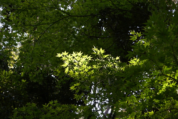 木陰の影の部分、シャドー部の描写性もいい。木漏れ日の当たっている葉は白飛びせず色も出ている