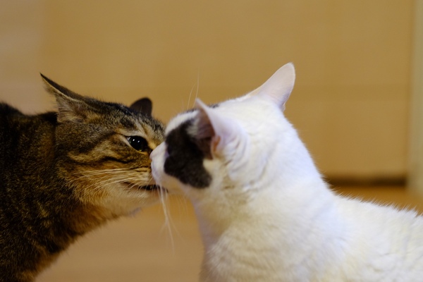 うちの猫。左が「かふか」（若い）、右が「大五郎」（おっさん）。よく互いに匂いを嗅いでます（2015年9月 富士フイルム X-T10）