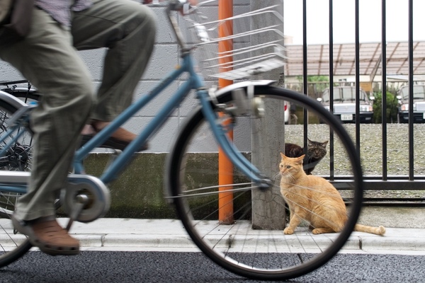 駐車場から出ようとしたら自転車が来てびっくりした瞬間を狙ってみた。ほどよく自転車ブレれててスポークの向こうにいる猫がよく見えるのがミソ。まあ、そこまで深く考えて撮ったわけではないのだが（2012年7月 オリンパス OM-D E-M5）