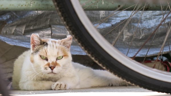 団地の駐輪場で見つけた猫。自転車の向こうに寝転がってじっとこっちを見てたので負けずにしゃがんで見つめ返したの図。ちゃんとレンズを見てくれたこの猫はえらい（2015年8月 キヤノン Powershot G3 X）