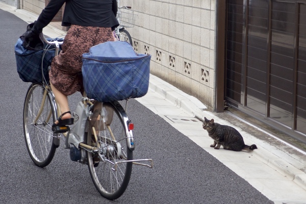 電動アシスト自転車と猫。ちょっとびびりながら自転車を目で追う姿がいい（2013年8月 オリンパス XZ-2）
