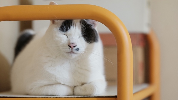 「大五郎」のお気に入りはオレンジの棚の上。おでこの模様と香箱座り好きがポイント。飼い猫を撮るときは明るい単焦点レンズが必須。これは90mmF2という猫撮りに向いた中望遠レンズを使ってる（2015年9月 富士フイルム X-T10）