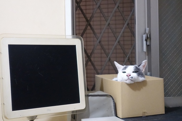 大五郎は箱やカゴや猫ベッドに入るとちょこんと顔だけ出してアゴを乗せる。こんな風に。ソニーのハイエンドコンデジ「RX100M4」は望遠側でもF2.8と明るいので、感度を上げてやれば暗い室内でも撮れる（2015年8月 ソニー Cyber-shot RX100M4）