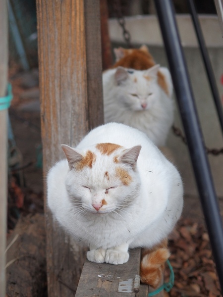 猫がモコモコしてるのは冬だから。寒い中ちょこんと仲良く座っているの図。三兄弟なのか、一番後ろの背中向けてるヤツだけ違うのかわからないけれども（2014年2月 オリンパス Stylus 1）