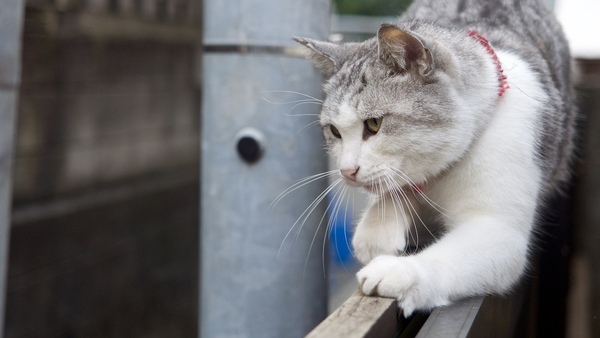 路地の奥にいた人なつこい板塀猫。近所の人気者らしく、いろんな人に声をかけられたり撫でられたりしてた。このあたりの飼い猫ですな（2015年10月 オリンパス OM-D E-M1）