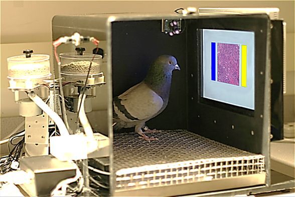 Ascii Jp 最高99 の正答率 ハトによる乳がんの発見方法が開発される