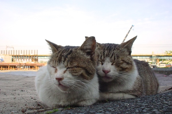 15年前のコンデジで撮った猫。レンズが回転するカメラなので這いつくばらずに済んでおります。うしろの鉄橋がまだ工事中。寄り添っておりました（2000年5月 SONY Cyber-shot DSC-F55V）