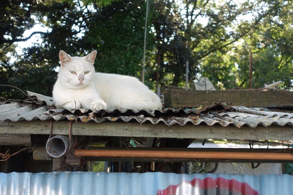 1年前の猫とはちょっと模様が違う白猫。モニターを逆にチルトさせて背伸びして正面から狙ってみた。背伸びして猫に近づけ（2015年9月 ソニー Cyber-shot DSC-RX100M3）
