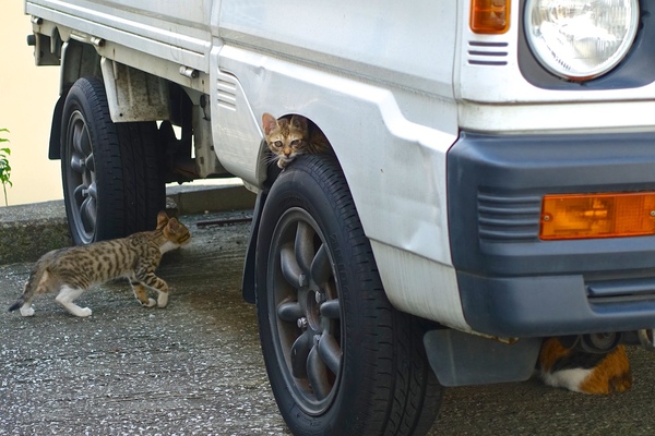 車のまわりで戯れる子猫2匹と、親と思われるミケの背中。なんといっても、タイヤからひょっこり顔を出した子猫がたまらんのであった（2015年9月 ソニー Cyber-shot DSC-RX100M3） 