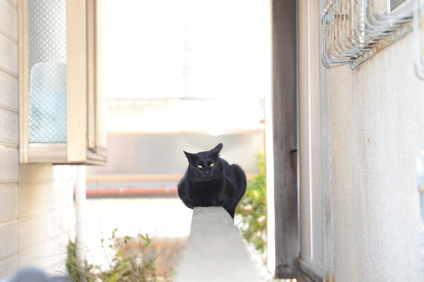 目が開いた瞬間を狙って塀の上の日陰猫を撮ってみた。＋1の補正をかけて黒猫が目立つように。日陰猫は背景に埋もれがちだから（2016年1月 ニコン D600）