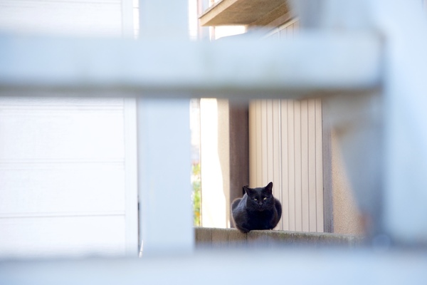 同じ猫をちょっと別の位置から。手前にアパートの階段を入れ、猫の周りに台形のフレームを作ってみた（2016年1月 ニコン D600）