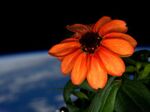 「宇宙ステーションで一つだけの花」開花する