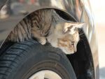 日産、ボンネットを叩いて猫の事故を減らす「＃猫バンバン プロジェクト」の特設ページをオープン