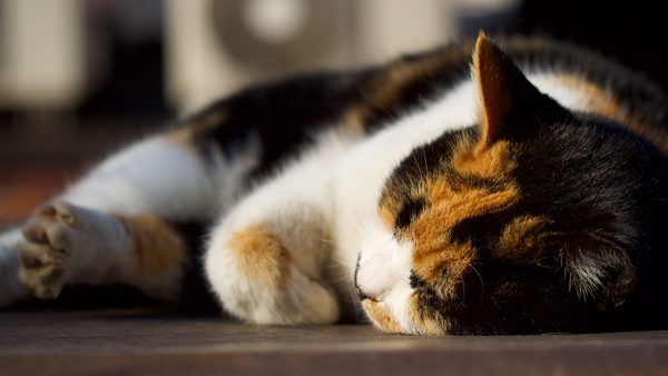 冬の日差しはとても大事。屋根の上でぬくぬくしながらお昼寝してたミケ系の猫。オリンパスの60mmF2.8 macroで（2016年1月 オリンパス OM-D E-M1）