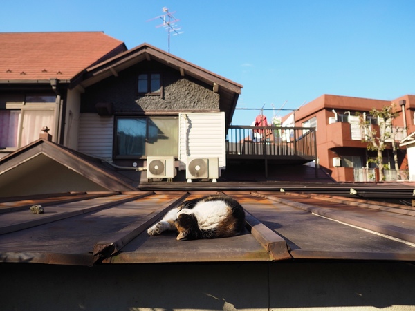屋根上お昼寝猫を広角で。猫が寝てる屋根の様子がよくわかる。陽光で暖まった屋根が暖かいに違いない。オリンパスの12-40mm F2.8で（2016年1月 オリンパス OM-D E-M1）