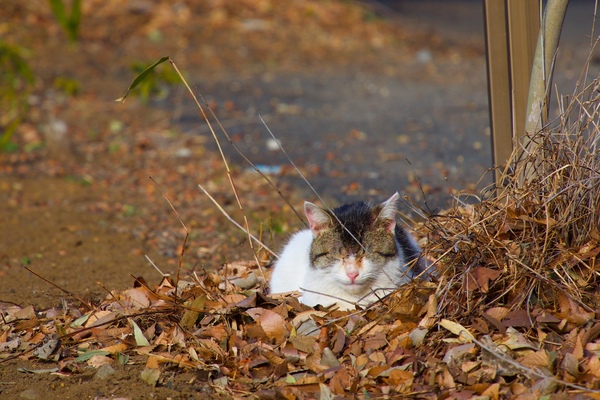 ホウキで掃かれた枯葉が集まってたら、猫には格好のベッド。結構暖かいらしく、皆が伸びをする中、1匹だけ丸くなったまま動かないのであった（2016年2月 オリンパス OM-D E-M1）