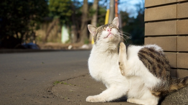 Ascii Jp 人に見られても まずは伸びをして対応を考える猫たち 1 2