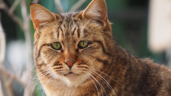 Ascii Jp 表情が面白い 猫の顔のアップ写真を集めてみた 1 2