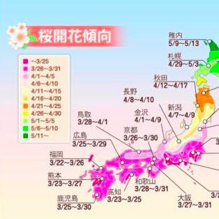 今年の桜は8年ぶりに東京が一番早い？　ウェザーニューズが開花傾向を公開