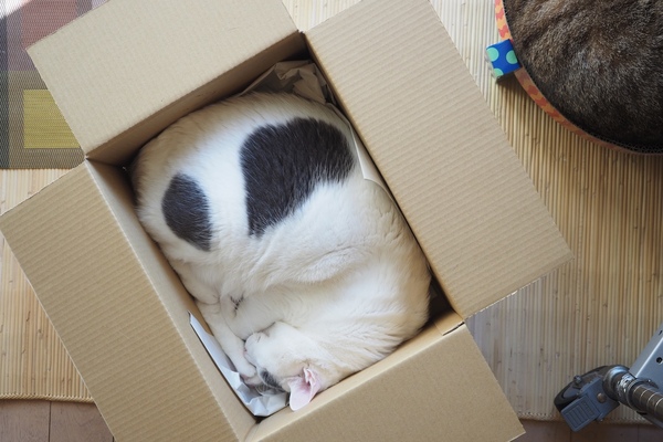 四角い箱にここまできれいにおさまるのは猫にしかできません。この完璧な収まり具合に敬意を表して真上からそっと撮影。足のたたみ方がうまい（2016年2月 オリンパス OM-D E-M1）