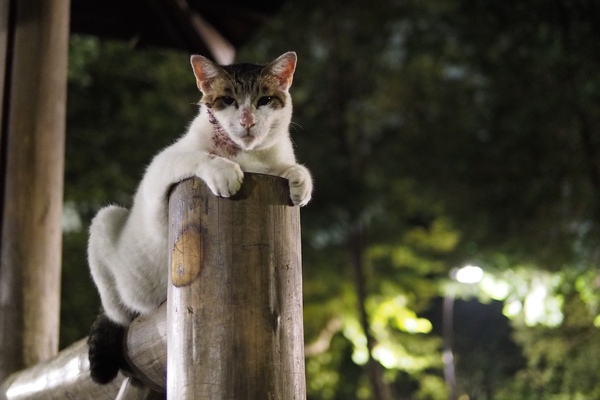 あずまやの木の柱を上手につかってくつろいでた猫。夜なので目がまんまる（2015年8月 オリンパス OM-D E-M1）