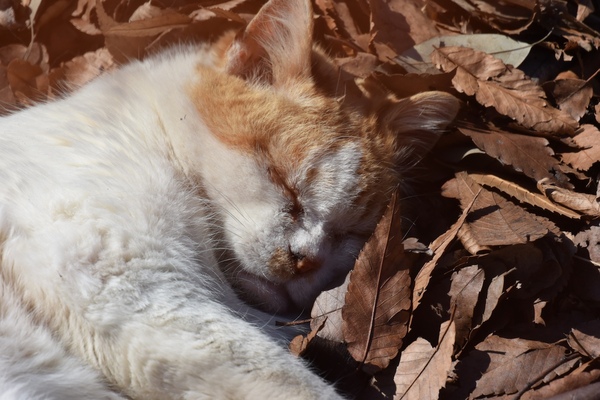 冬の猫といえば定番の枯葉ベッド。気持ちよさそうである（2016年3月 ニコン Nikon 1 V3）
