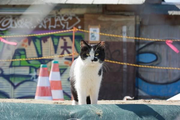 後ろの廃屋の隙間からひょこひょこと出てきたハチワレ。この廃屋周辺はすでに工事エリアで人は立ち入り禁止なのである。近くまできて、私を値踏みしてるの図。大きくラクガキされた廃屋と猫。好きな絵面である（2016年3月 ニコン Nikon 1 V3）