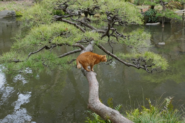 池に向かって伸びている松の木とネコ（方向転換中）。以前もここにのぼってる猫を見たことがある。お気に入りの場所なのだ（2016年3月 パナソニック LUMIX DMC-TX1）
