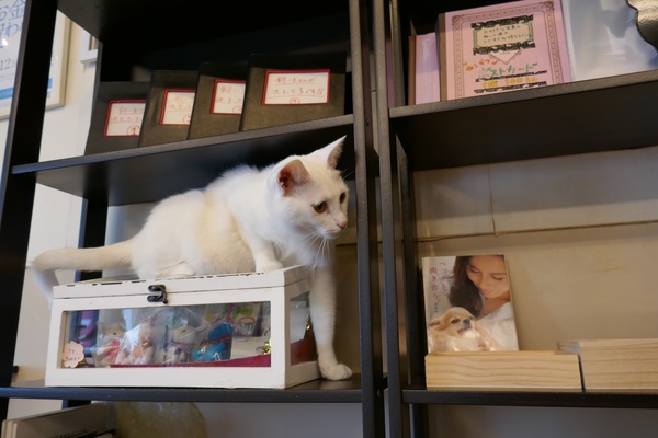 たいていの猫はキャットタワーなど猫用スペースで遊んでいる中、この白猫はおもちゃやグッズや本が並んでいる棚を器用に行き来。猫は棚が好き（2016年3月 パナソニック LUMIX DMC-TX1）