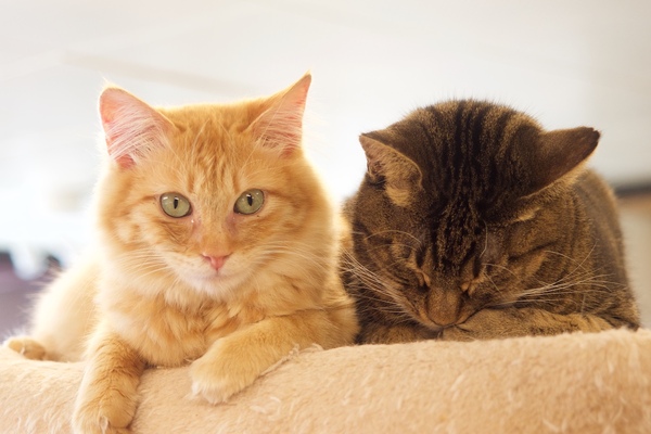 猫が2匹並んでるとなんでこう愛らしいのでしょうねえ。愛らしく撮りたいときはプラスの露出補正をかけて明るめに撮るべし（2016年3月 オリンパス OM-D E-M1）