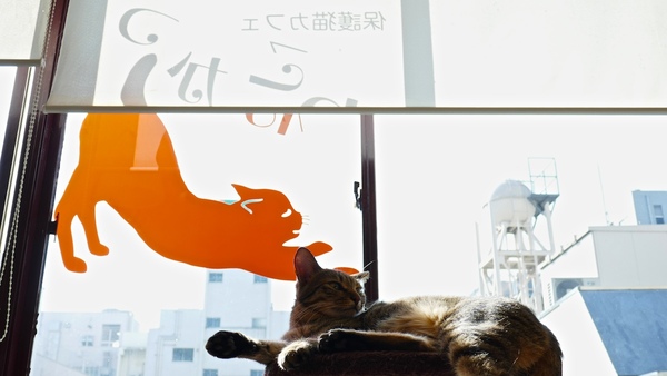 「保護猫カフェ ねこかつ」にて、窓際でのんびりしてるキジトラを、窓に描かれた保護猫カフェのロゴがわかるように狙ってみた（2016年3月 パナソニック LUMIX DMC-TX1）