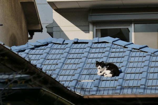 実はここ都会のど真ん中。ちょっと裏通りへ入ると古いおうちも点在してて、ときどき猫が棲息しているのだ。都会の屋根猫ってのもいいもんである。ちょっと警戒心が強かったけど、都会は人が多いからね（2016年3月 パナソニック LUMIX DMC-TX1）