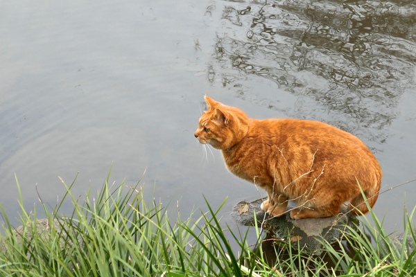 石の上に猫。しっぽが水に濡れちゃいそうだけど、その辺はぬかりないようで（2016年3月 パナソニック LUMIX DMC-TX1）