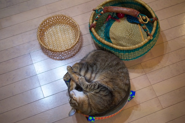 丸さがわかるように上から撮ってみた。確かに丸くなった猫ぴったりのサイズだ。猫用に作られただけあるわー（2016年4月 オリンパス OM-D E-M1）