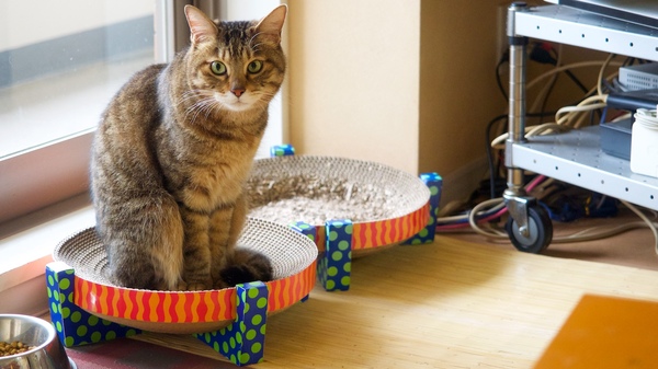 猫スリバチの上にちょこんと座る「かふか」（2016年4月 オリンパス OM-D E-M1）