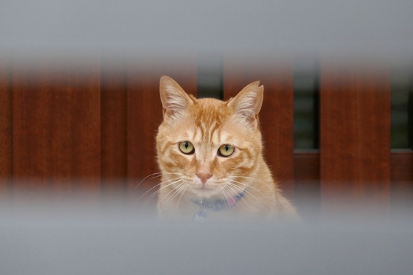 玄関前の門の奥に猫がいたので、これは隙間から猫の顔が覗いてる感じで撮りたい、と真正面になる角度を探して撮影。「なにやってんだこいつ」という顔で見られたのがよかった（2016年4月 パナソニック DMC-TX1）