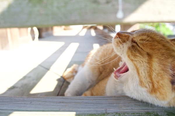 神社拝殿の縁側隅に頭をのっけて大あくびしてた猫。縁側の端っこに頭をのっけてる感じを出したかったので猫を思い切り端に置いて撮ってみた（2015年5月 オリンパス OM-D E-M1）