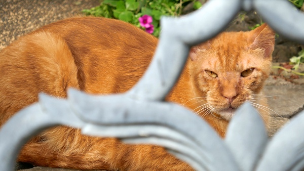 雌ライオン顔の猫。なんとか門戸の隙間から顔が見えるアングルを、と探してピンポイントAF機能で顔に合わせて撮ってみた（2016年4月 パナソニック DMC-TX1）