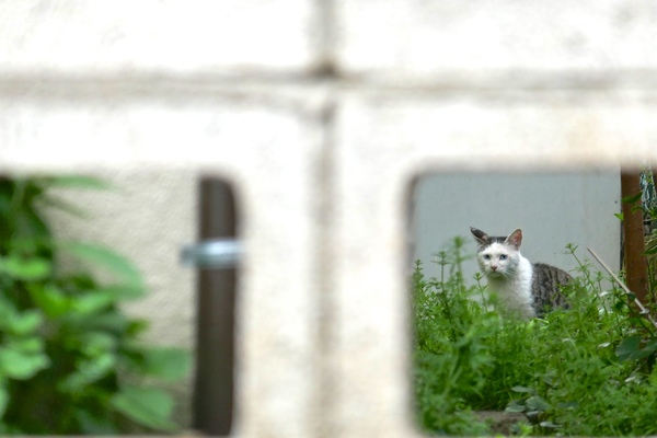 猫が塀の向こうにたたっと入っていったのが見えたのでもしやこの穴から……と覗き込んだら、ちょうどいい場所にいてくれたのだ（2016年4月 パナソニック DMC-TX1）