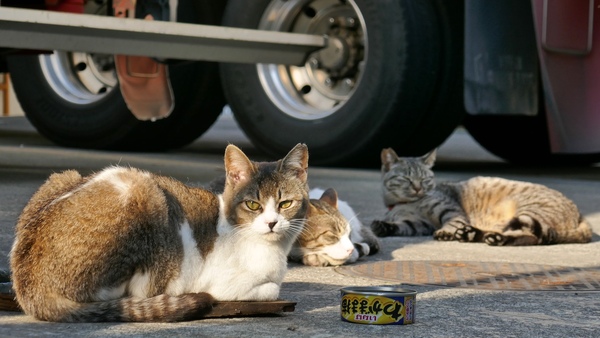 駐車場でお昼寝してた3匹の猫。手前の猫は器用に板に乗っております。ちょうど日差しがあたって気持ちよかったらしい（2016年4月 パナソニック DMC-TX1）
