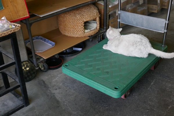 台車で運ばれた白猫。奥には猫ちぐらが（2016年4月 パナソニック DMC-TX1）