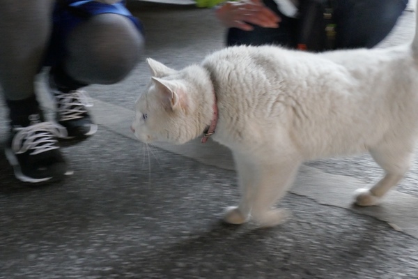 大人しく撫でられてたと思ったらいきなり走り出した白猫。どこへ向かうのか（2016年4月 パナソニック DMC-TX1）