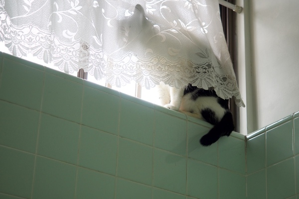 ぴょんと飛び乗って、カーテンの裏に。浴室の窓は換気のために普段は開けており、網戸ごしに外が見えるから猫的にはたまらないのである（2016年5月 オリンパス OM-D E-M1）