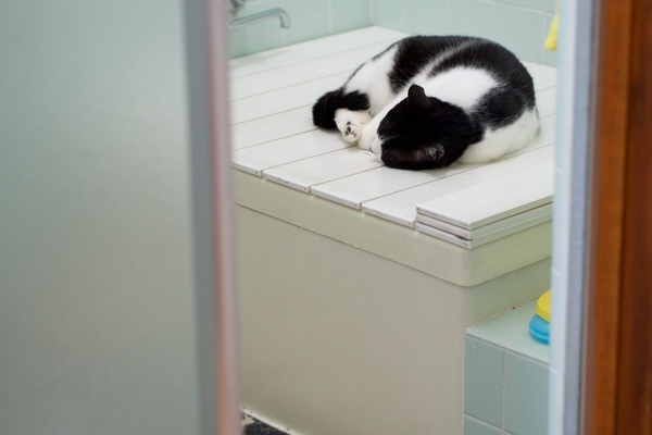そーっと撮るとなんか風呂場を覗いているようで恐縮なのだけど、浴室で眠る猫って似合いますな（2016年5月 オリンパス OM-D E-M1）