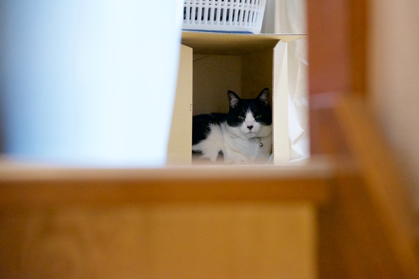 2Fの猫部屋の奥に隠れてたのえる。階段をそっと上がっていったら、いきなり目が合ったのだった。驚かしてすまんな（2016年4月 ニコン D600）