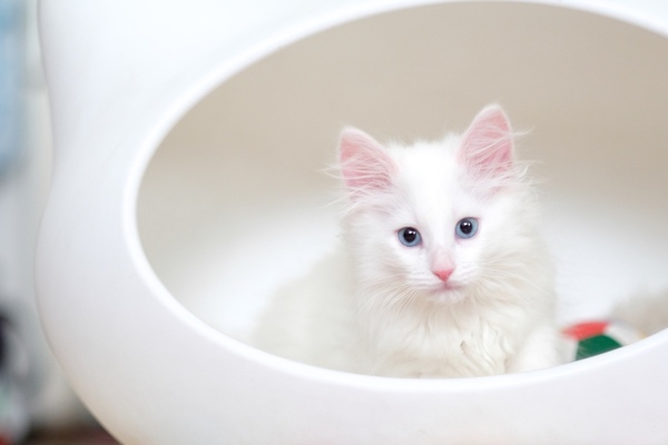 白い猫ベッドに白い長毛の子猫。これはたまらんですな（2016年5月 富士フイルム X-Pro2）