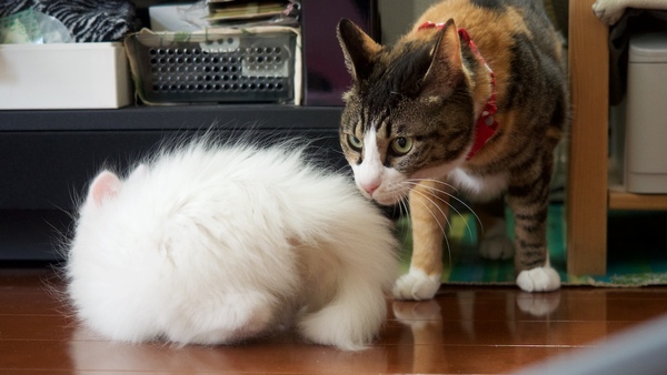 Ascii Jp 子猫は大丈夫 先住猫との家庭内縄張り争い 1 2