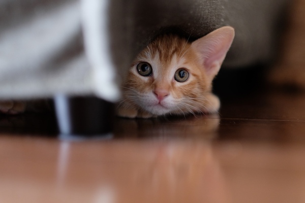 知らない人がいてびっくりしてソファのしたに隠れちゃった子猫（2016年5月 富士フイルム X-Pro2）